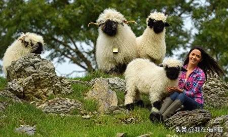 玩具黑山羊,黑鼻羊玩具