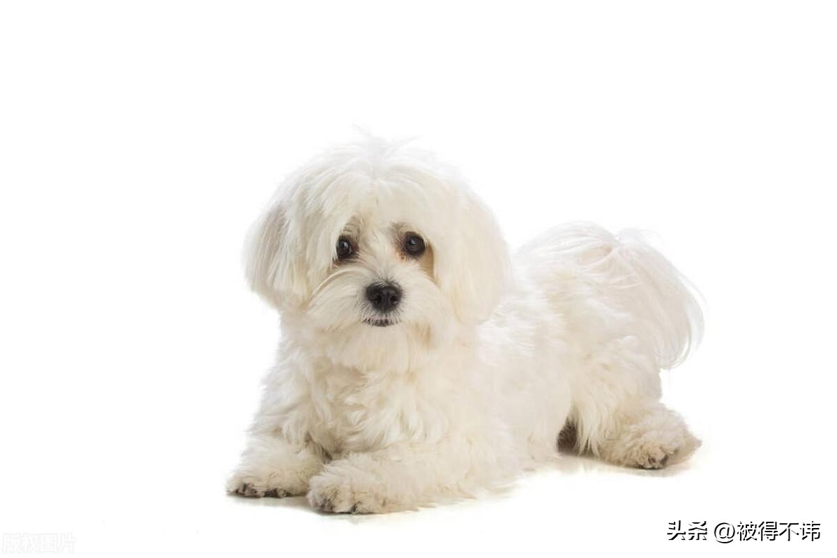 什么狗最好看最便宜最好养,世界上最强的十种狗