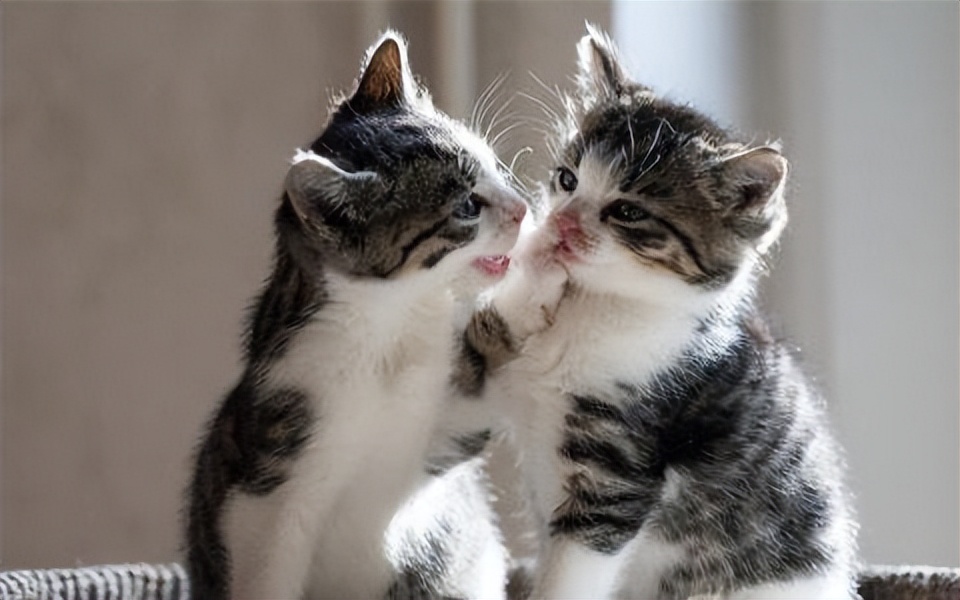 传染性腹膜炎用什么药物,传染性腹膜炎怎么治疗