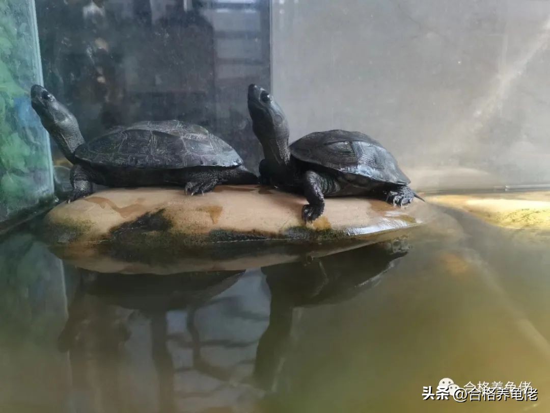 网上直播买龟怎么购买 (淘宝直播卖龟需要什么设备)