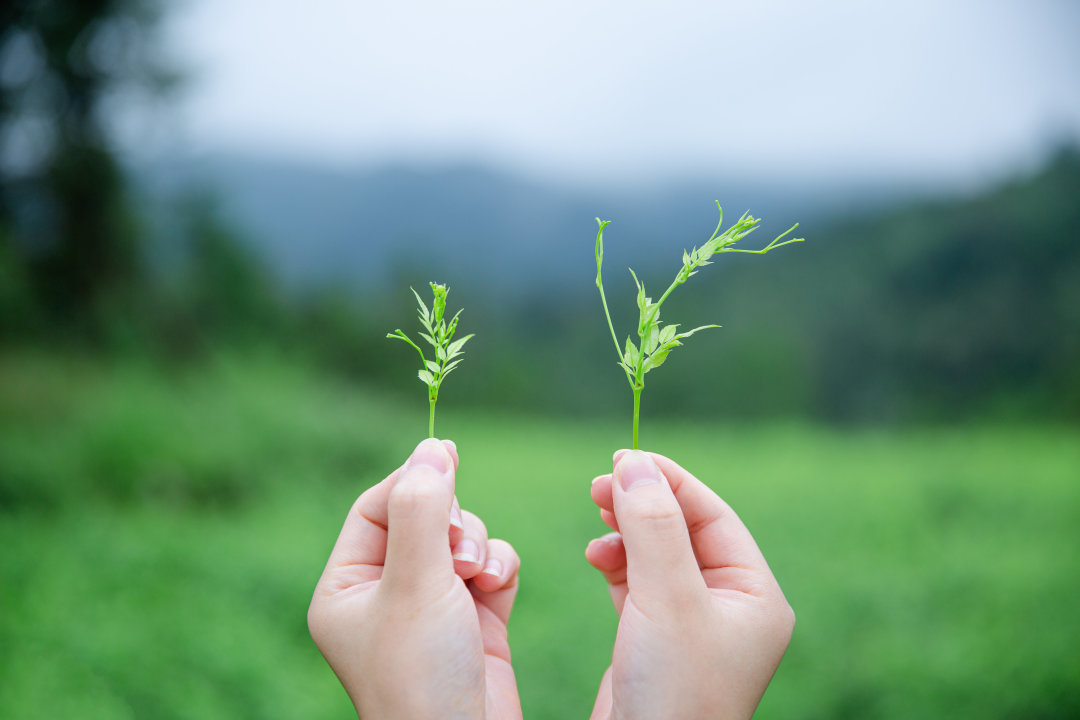 小界莓茶怎么样,特级莓茶哪个牌子是正宗的