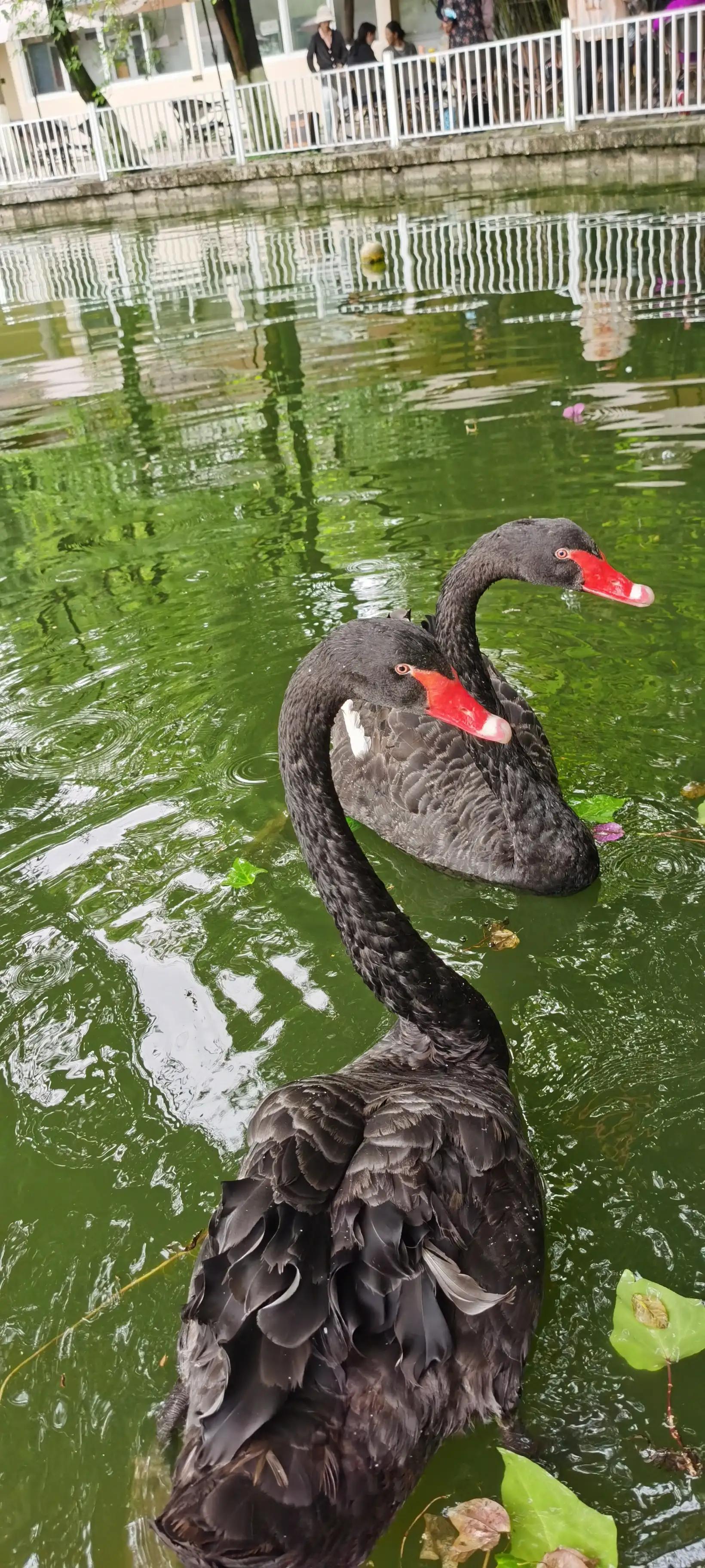 昆明翠湖，“荷”你有约