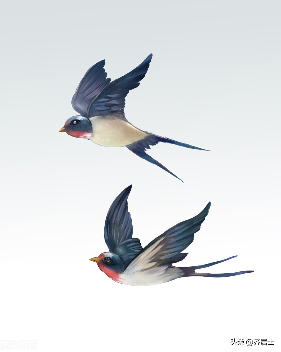 邻居家的燕子,可爱的燕子