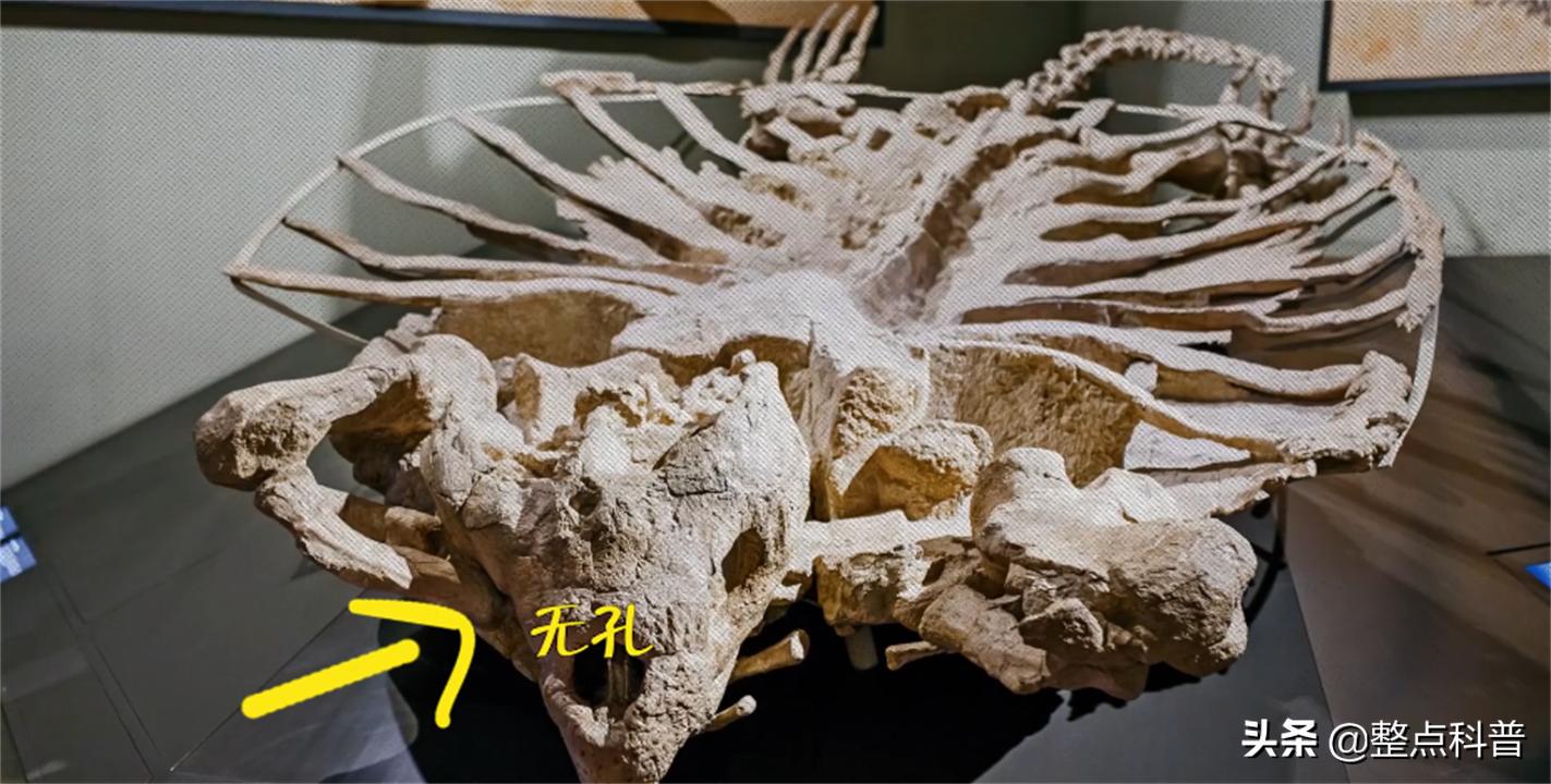 进化论的终极bug,进化论最致命的bug有哪些