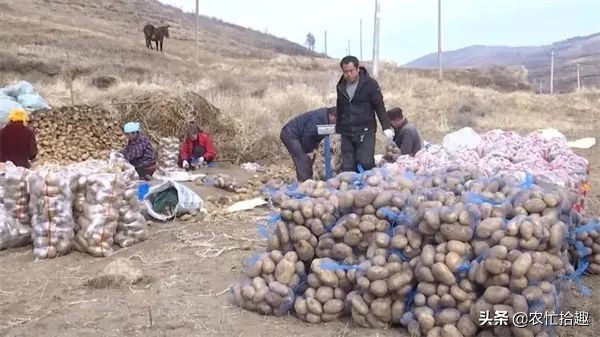 数百吨压仓卖不动,低至4毛5一斤,商家还在压价,农户亏大了