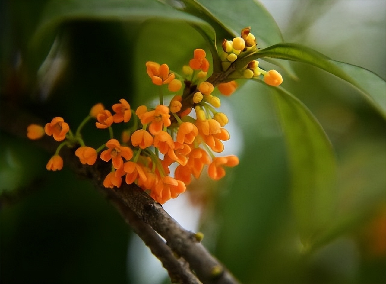 每个月农历十二月的花语,一月的花语