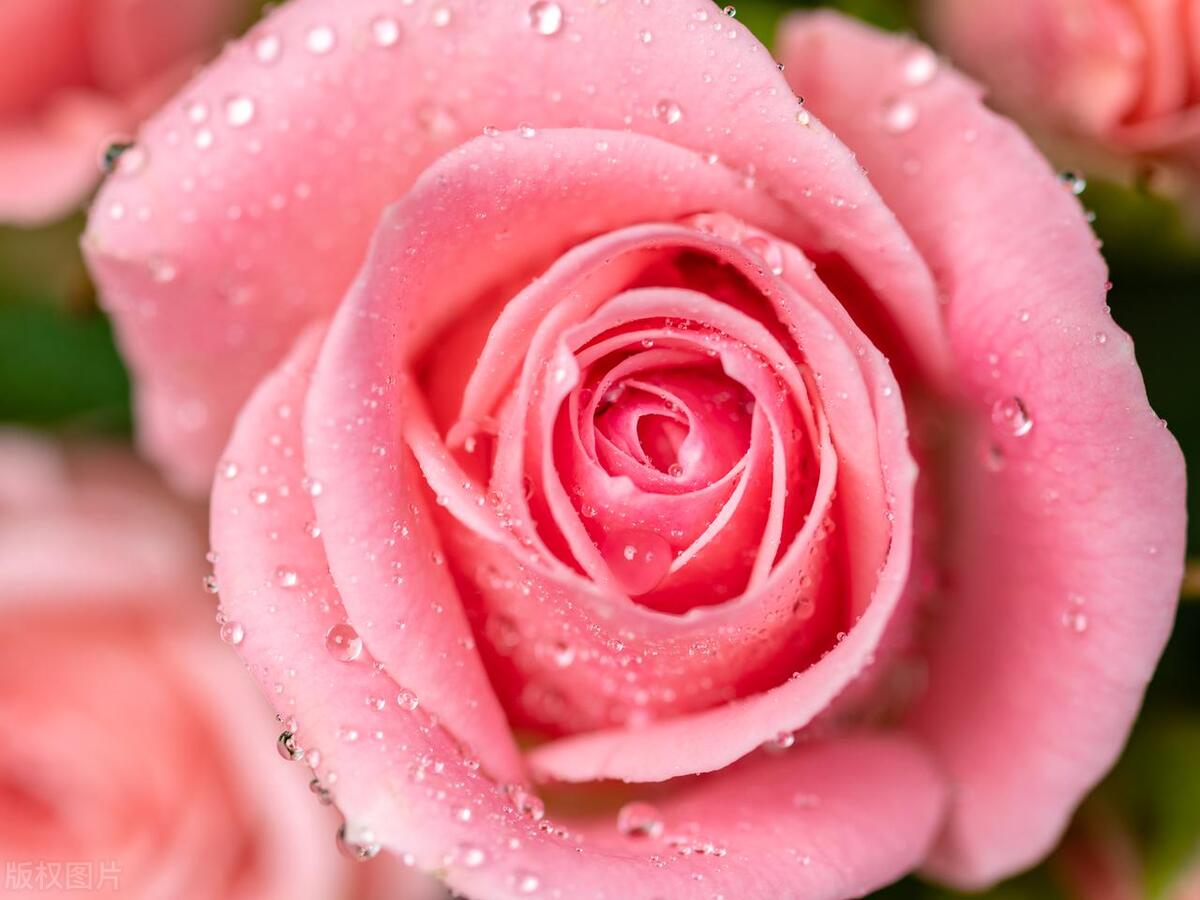 新冠二阳咳嗽剧烈怎么办,新冠二阳了咳嗽吃什么抗生素好