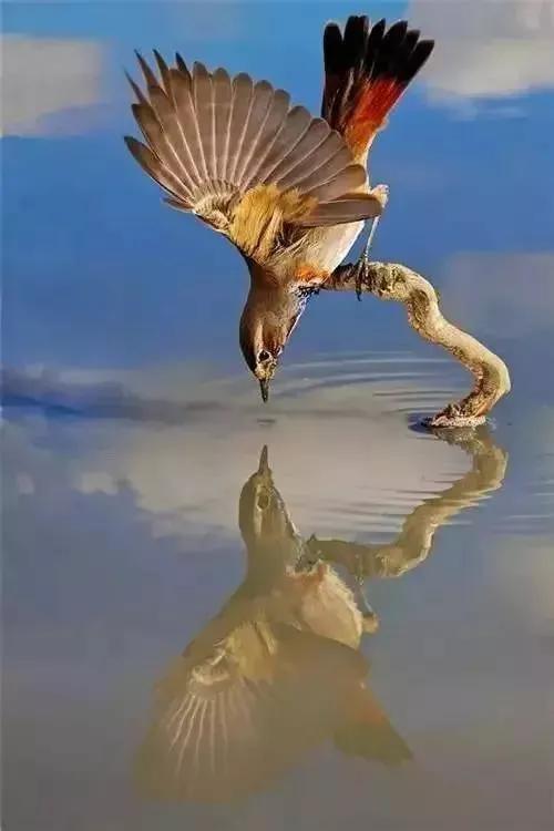 罕见绝美的小动物图片,罕见的动物有趣照片难得一见