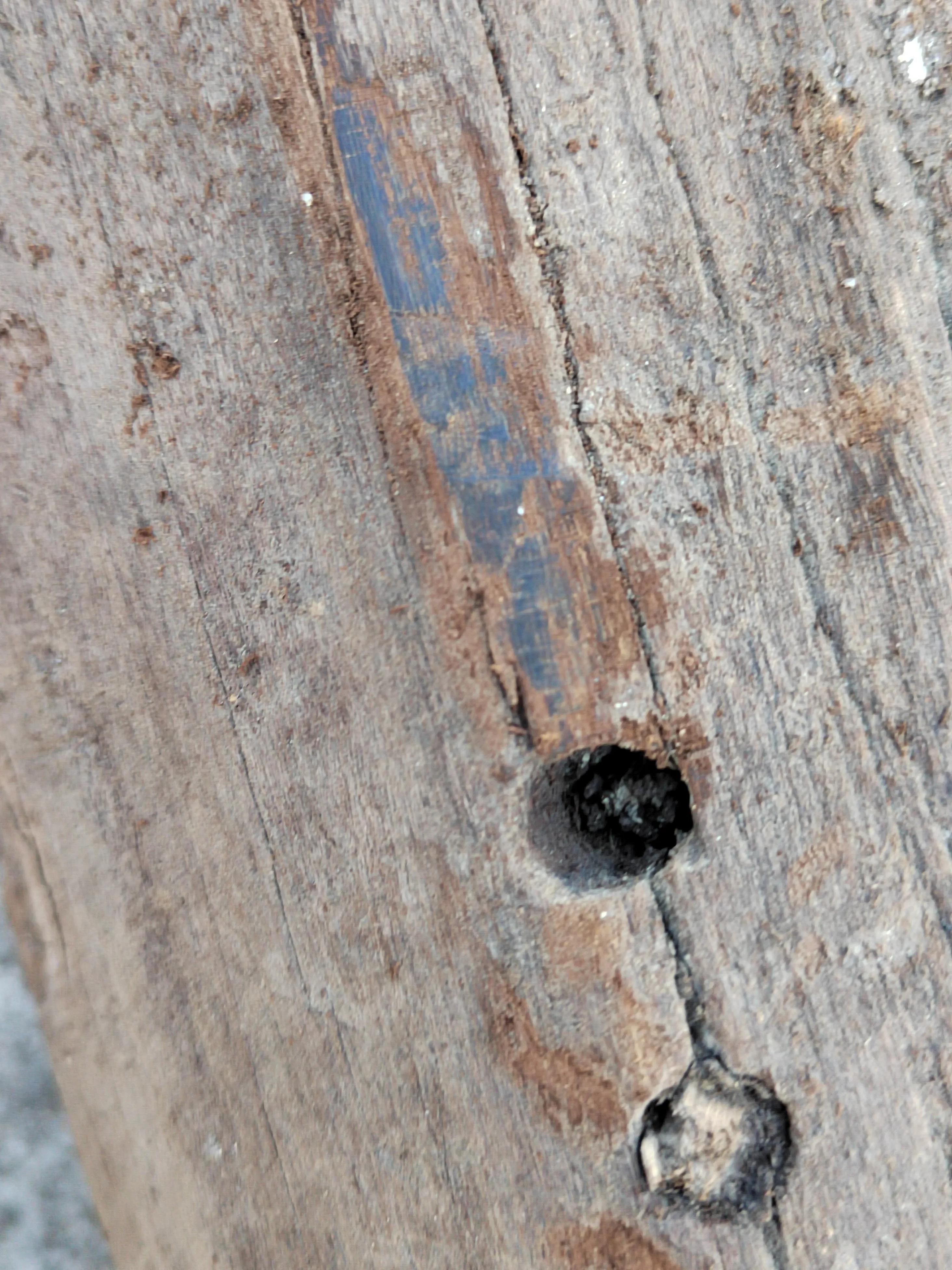 白奇楠莺歌绿奇楠黑奇楠哪个好,黑奇楠和白奇楠沉香哪个好