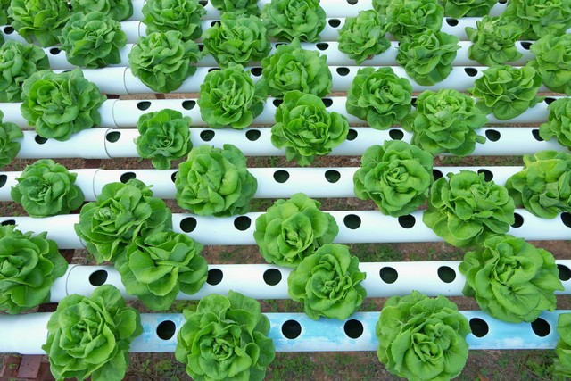 未来两年农村最有前途的四个生意,农村十大冷门暴利生意有哪些