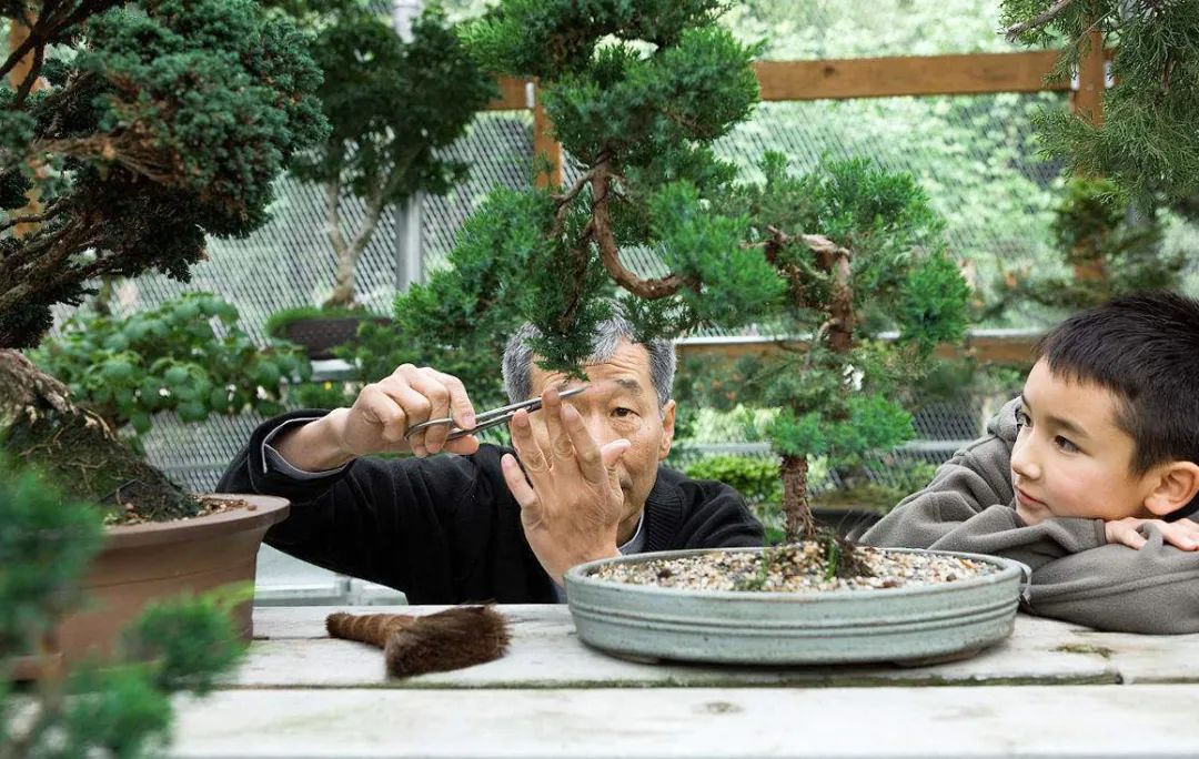 盆景修剪方法技巧口诀,盆景修剪技巧图解教程