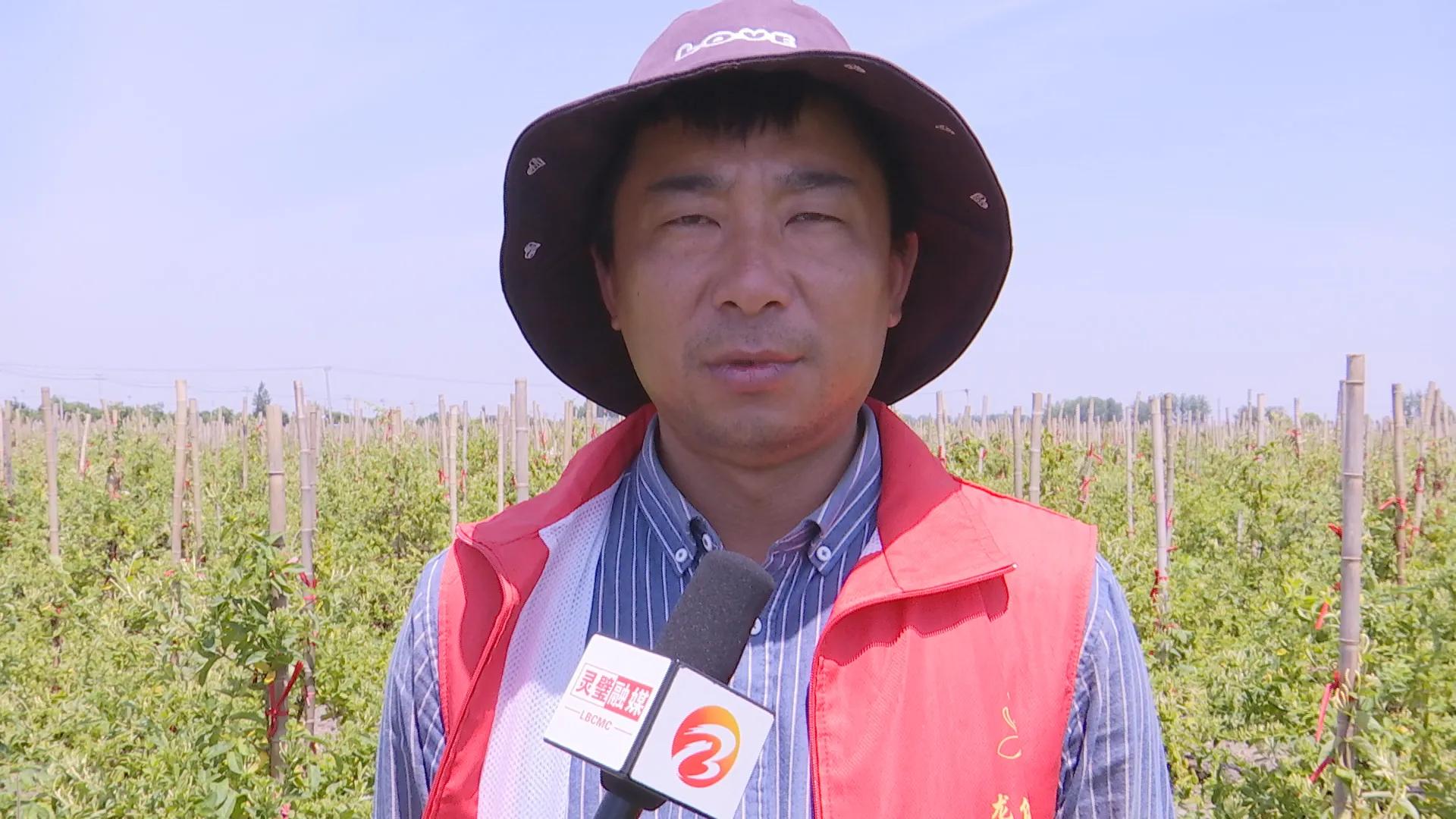陈圩村金银花种植,金银花开成乡村振兴致富花