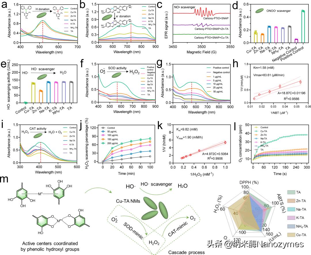 工程抗氧化级联金属酚醛纳米酶缓解体外血液净化过程中的氧化应激