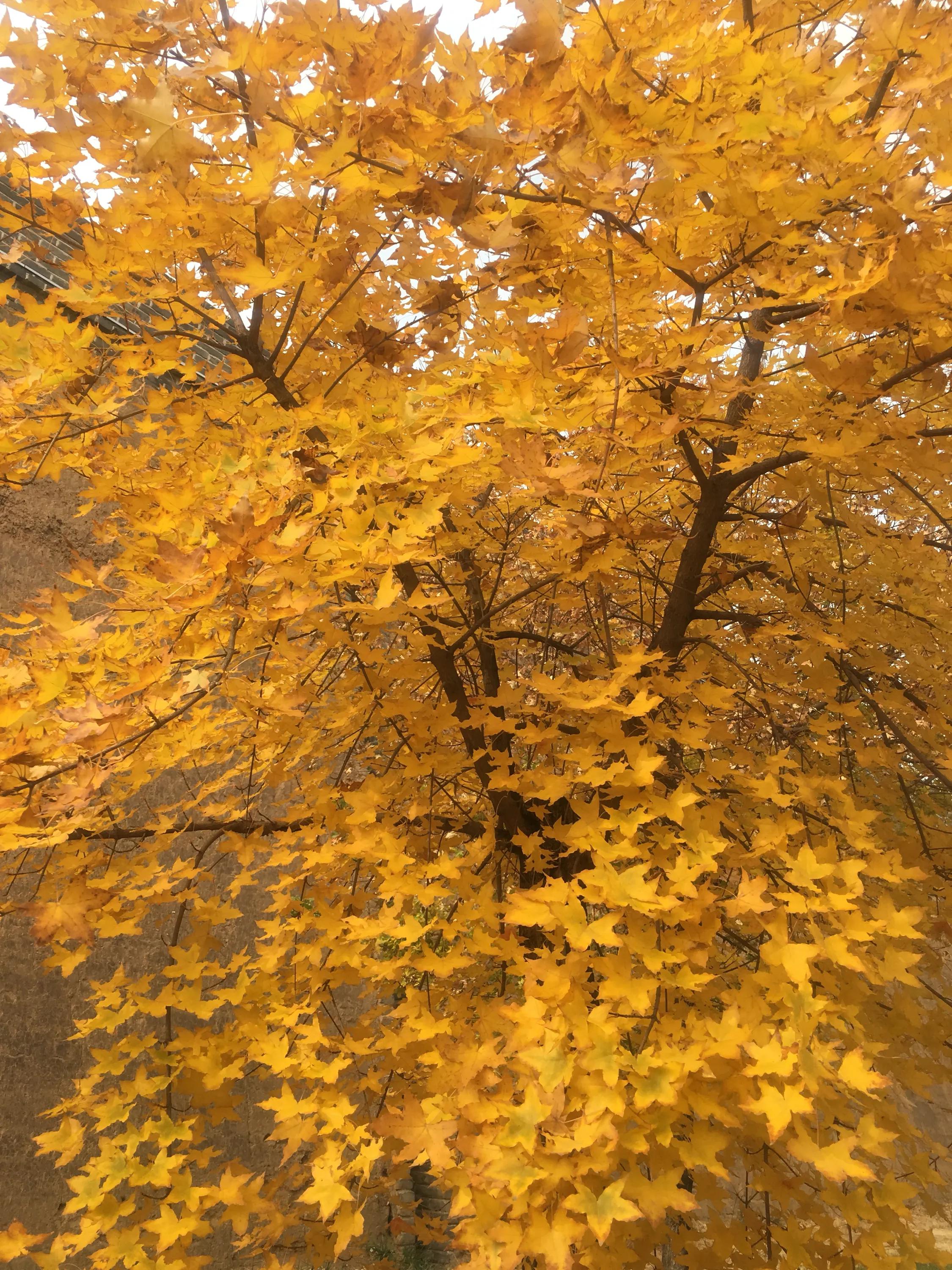 秋韵的祝福,秋韵中的快乐