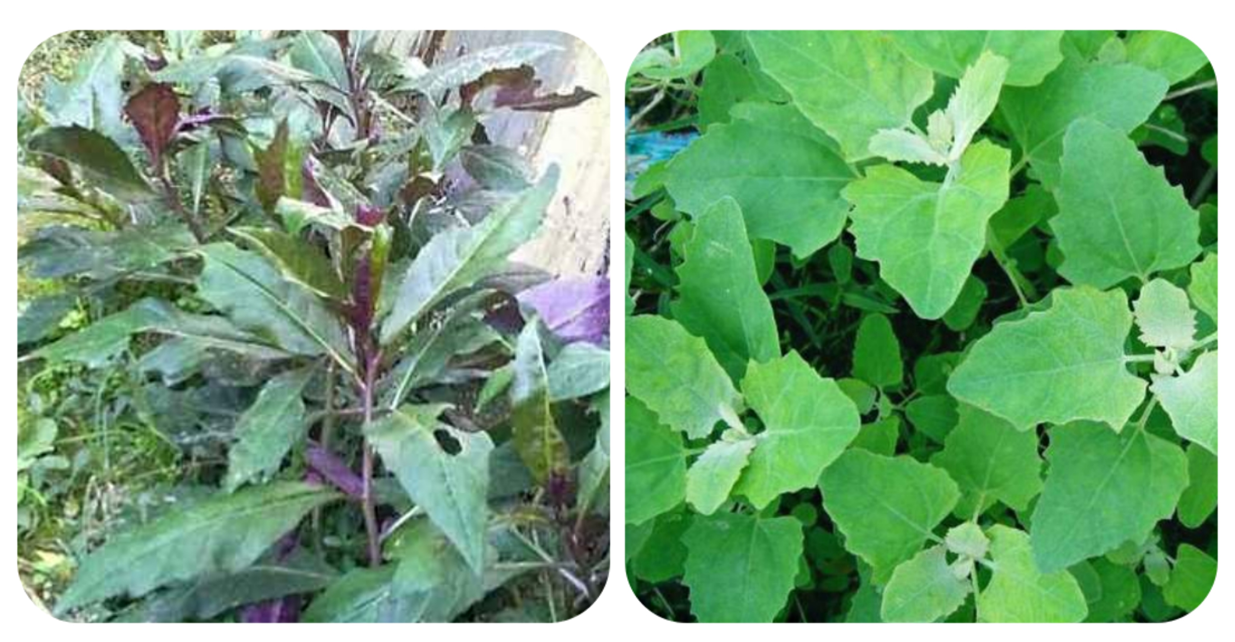 可以吃的野菜大全100种图解,教你认识100种野菜