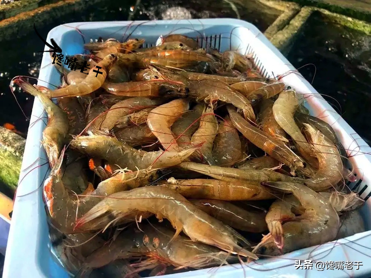 购买虾的正确方法和技巧,买虾要牢记这几点