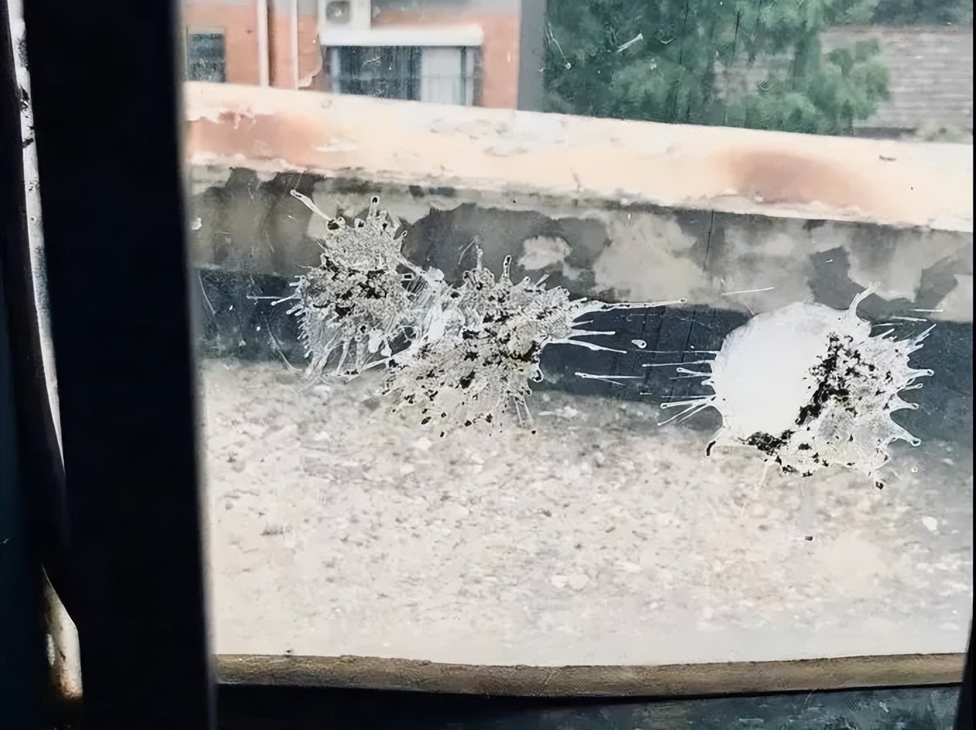 我哥窜稀，喷了我家猫一头粑粑！猫：我屎到淋头了...