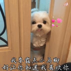 养什么小型犬寿命长又好看,建议新手养的10种小型犬性格好的