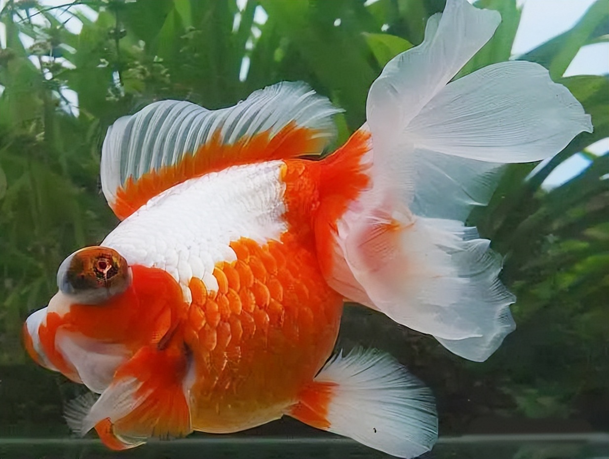 金鱼概述,金鱼图鉴