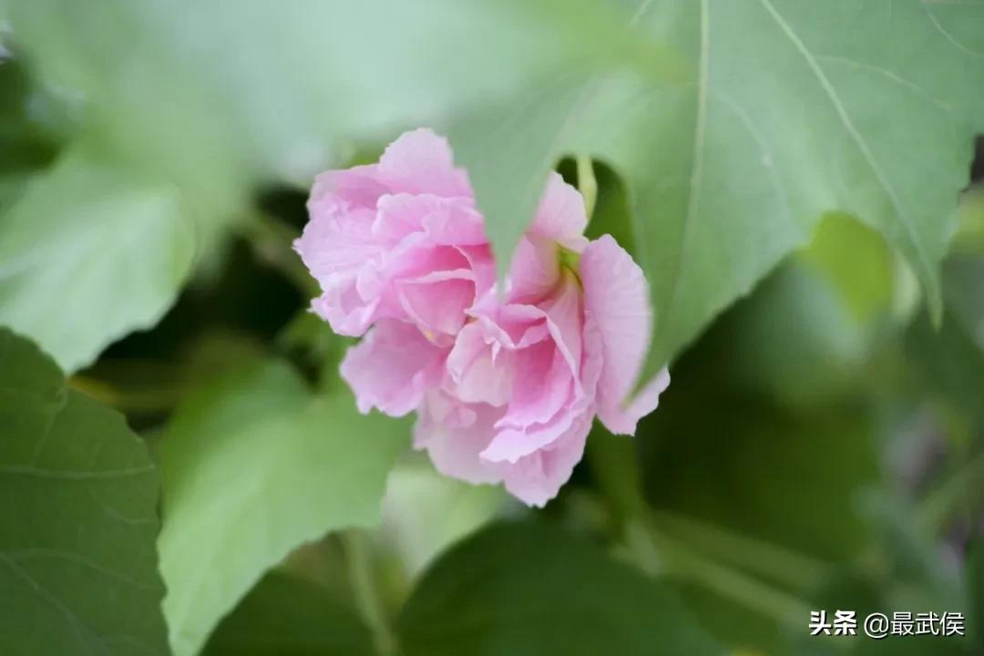 有一种幸福叫公园绿地就在家门口,有一种幸福叫阳光的温暖