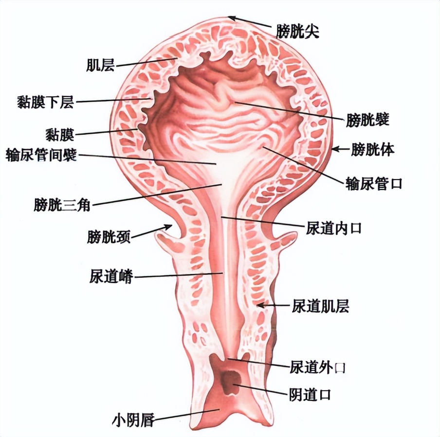 女性的控尿机制是怎样的,女性做尿动力学步骤