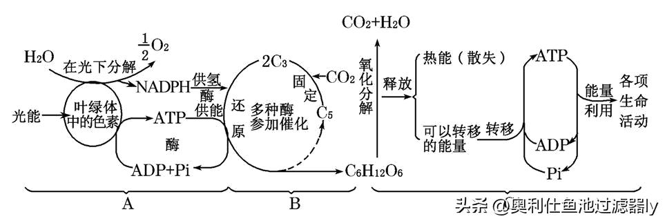 锦鲤鱼池该不该清除藻类,锦鲤鱼池绿藻多还用不用em菌