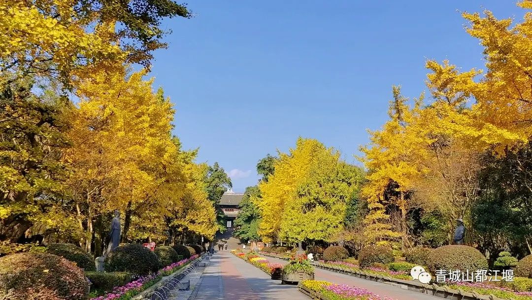 抓住秋天的尾巴！都江堰必打卡的8大晚秋好去处，步青山观烟岚云岫、入古城拾千年烟火，来过都会爱上