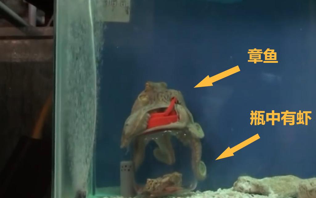 木卫二上有章鱼吗,土卫二存在外星生命的概率