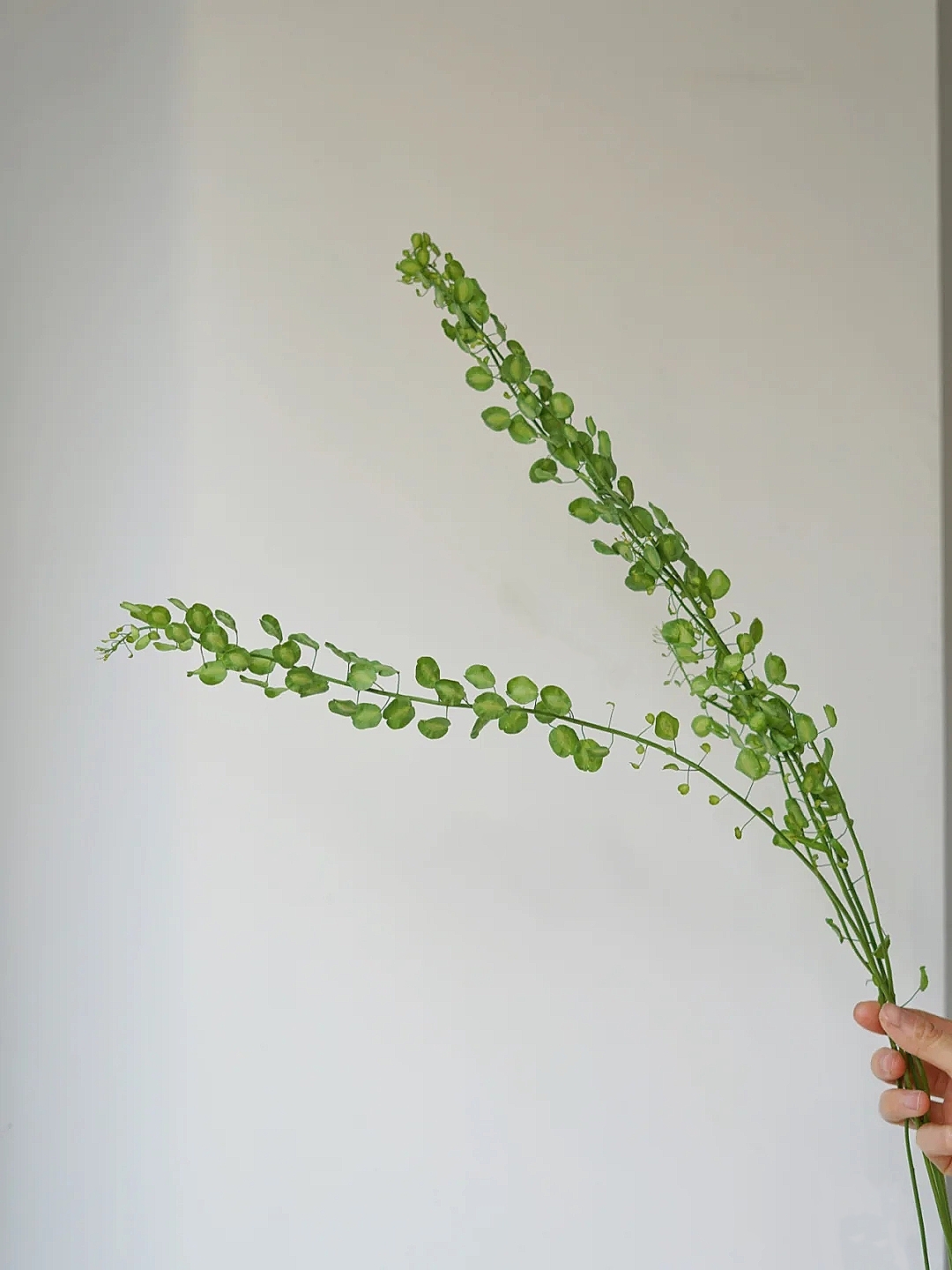 花艺教程花材打理知识,花艺教程常用花材及叶材有哪些