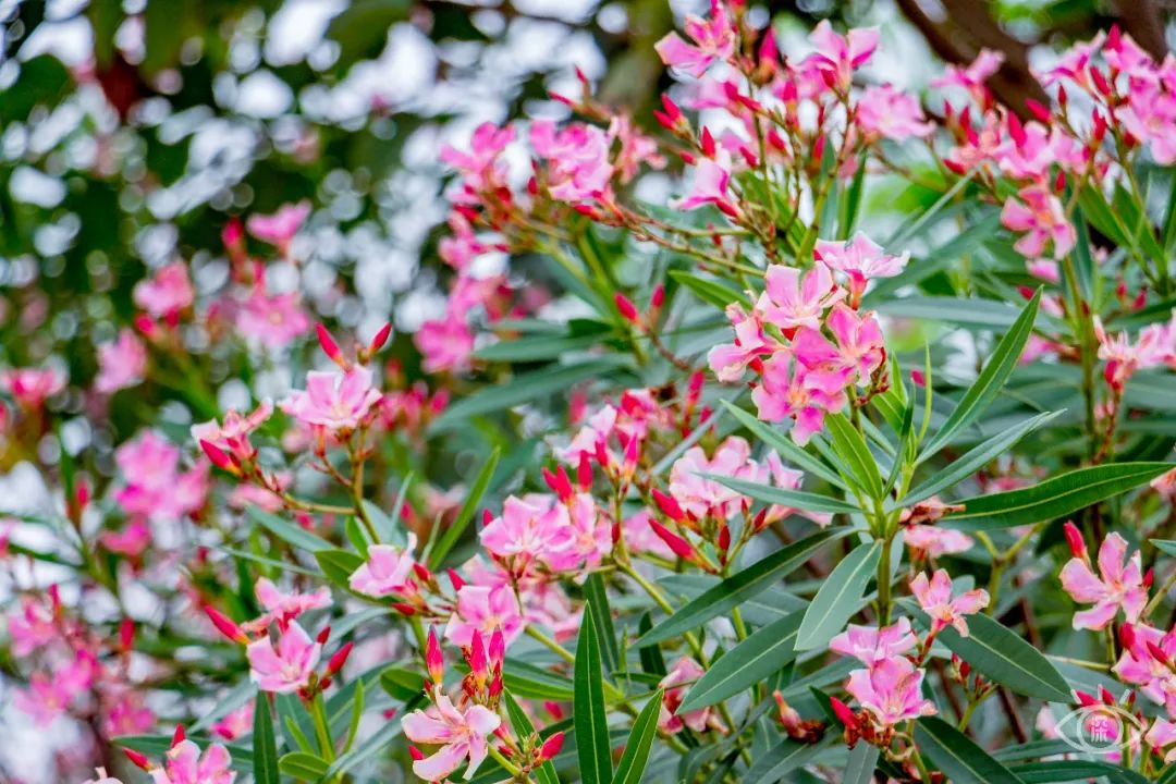 家住深圳必去的公园绿道,深圳环湖绿道好玩么