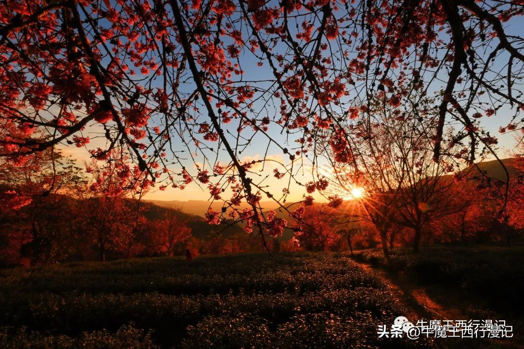 朝霞最美,最美朝霞歌曲