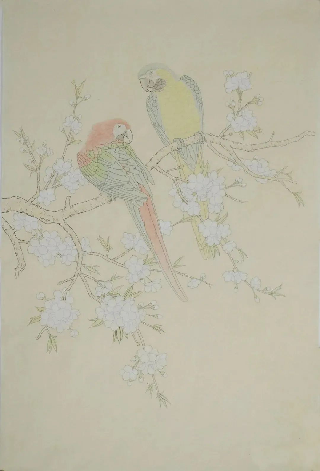 工笔画鹦鹉技法大全,工笔鹦鹉的画法和视频