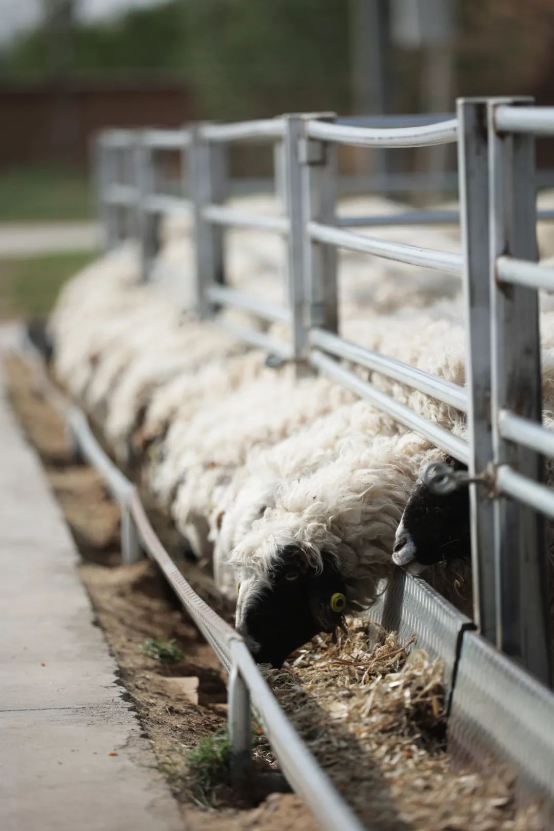 甘肃金昌的羊肉和盐池滩羊,盐池滩羊和横山羊肉