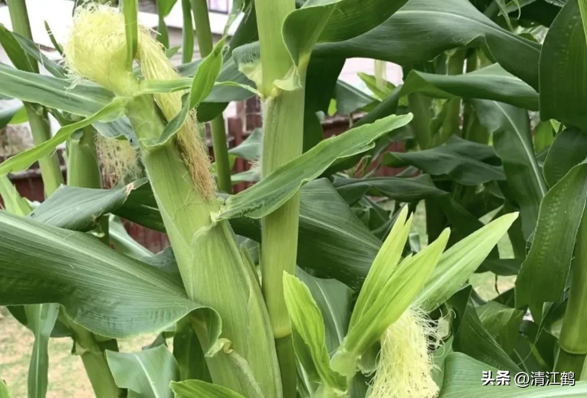 适合西北种植的玉米品种有哪些,适合南方种植的玉米品种排名