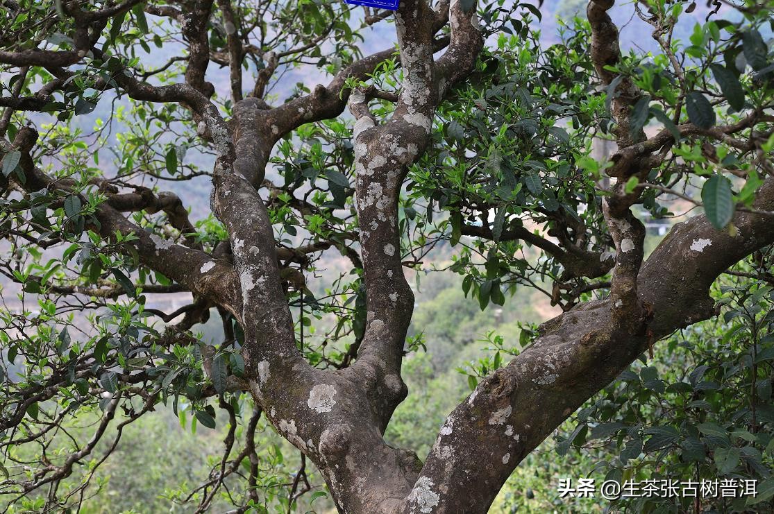 临沧南糯山普洱茶特点,南糯山普洱茶品质特色