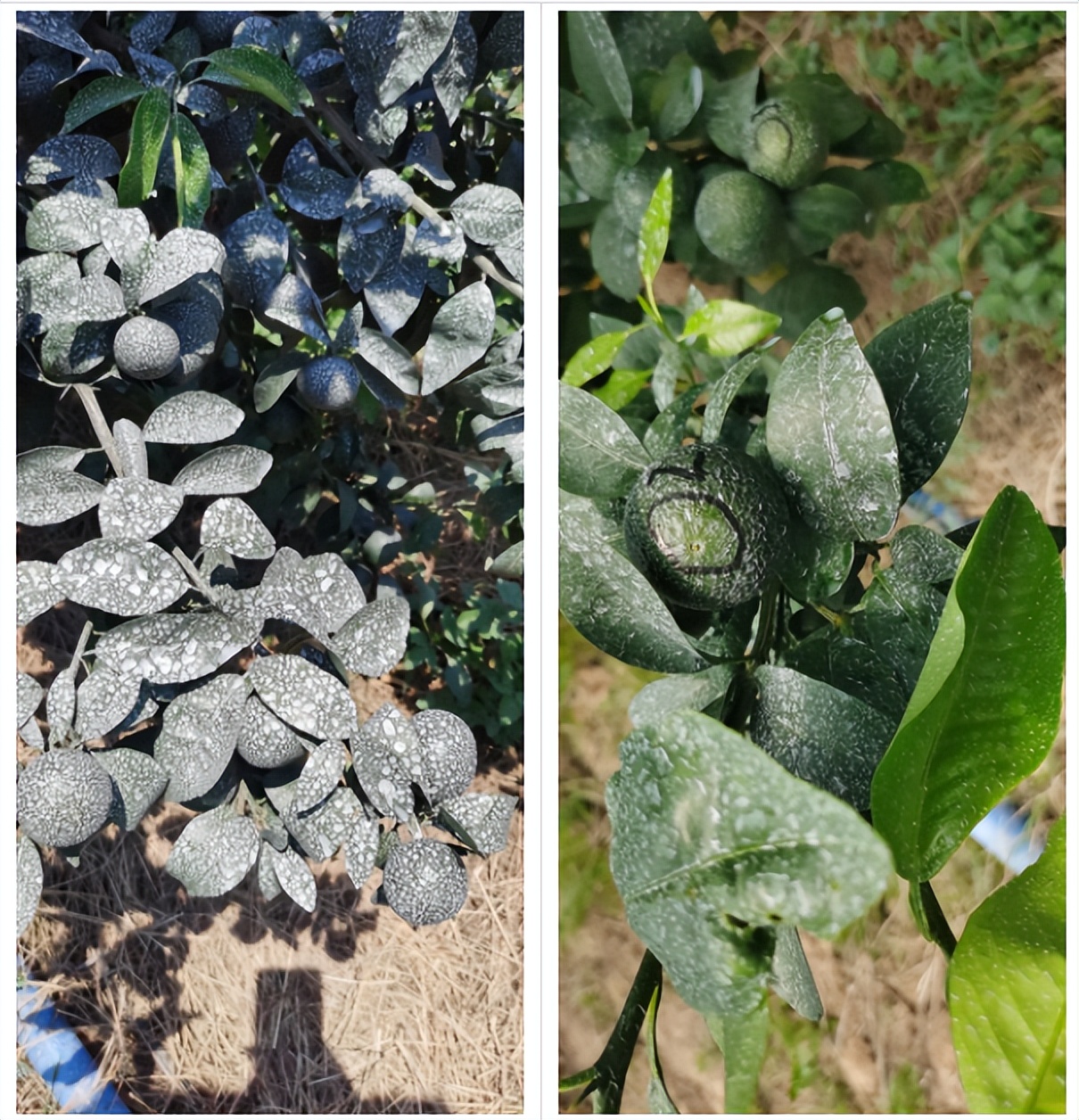 用防晒喷雾可以百分百防晒吗,用防晒喷雾做防晒霜