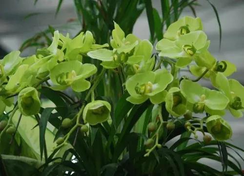 最美的100种兰花图片,欣赏一下最美的兰花