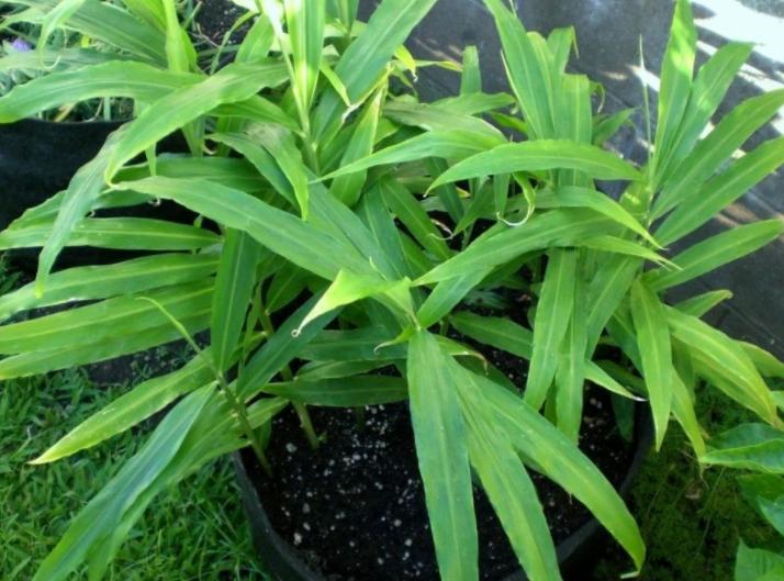 家庭种姜的正确方法和步骤,姜怎么种小技巧