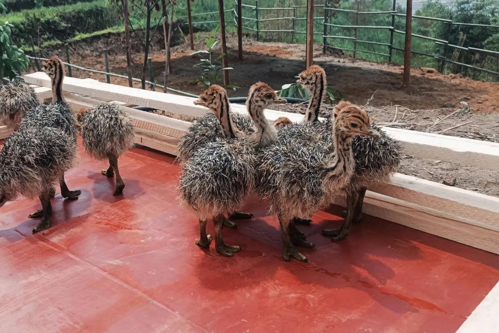 大学生养殖鸵鸟创业,80后青年农民养殖鸵鸟