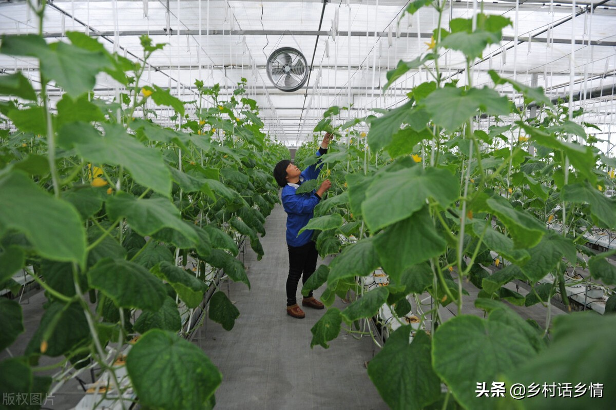 蔬菜种植如何利用小苏打,小苏打种植蔬菜有哪些好处