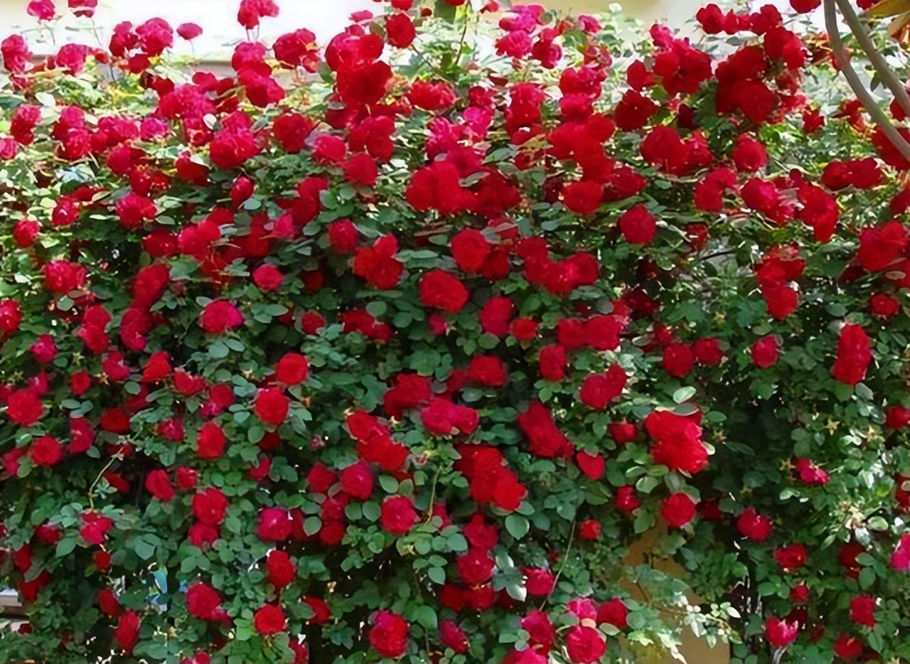 甜蜜红木香花适合屋里养吗,春季地栽的红木香可以让它开花吗