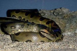 世界最大的蛇类,中国最大的蛇类展览馆