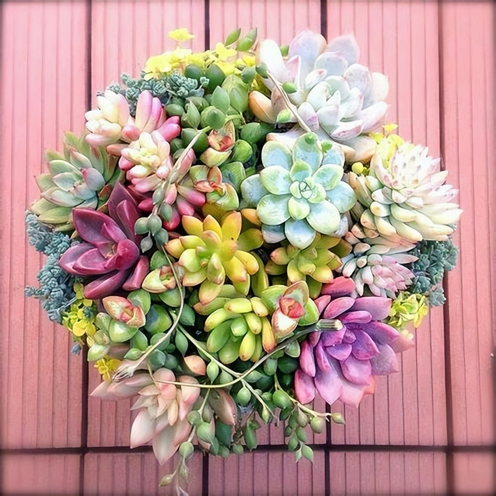 超全的100种常见多肉植物图谱,几种常见多肉植物的超详细介绍