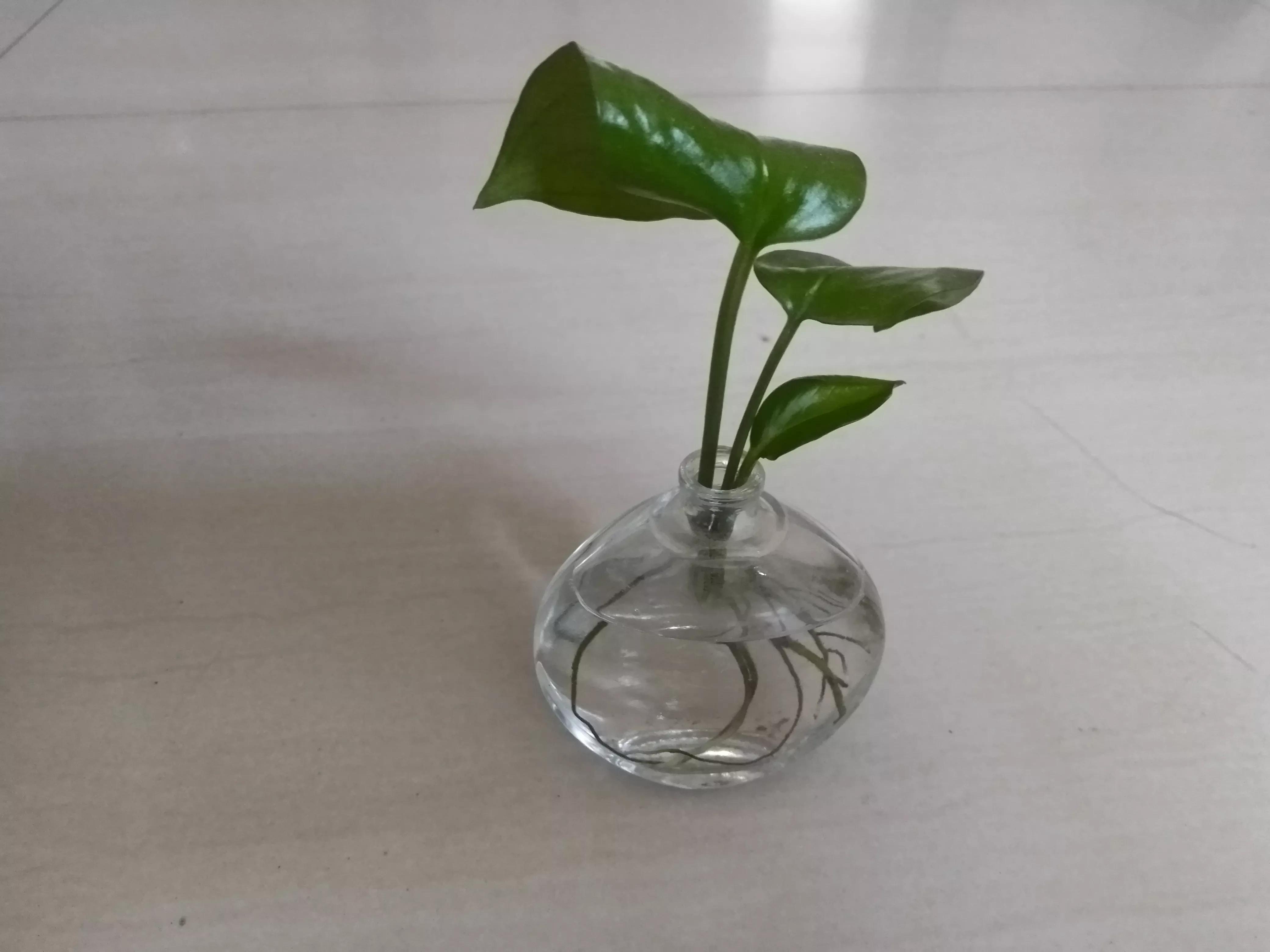 瞧！满屋都是插花，走到哪里都是春天美景