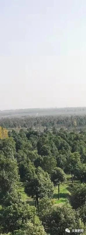 原来，在社交平台中，肥西的真实风景是这样的
