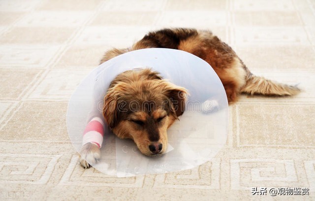 狗狗皮肤病会自愈吗,狗狗皮肤结痂是什么皮肤病