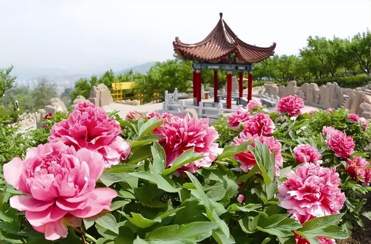 春色满园、百花争艳,究竟哪首“花歌”最惊艳?