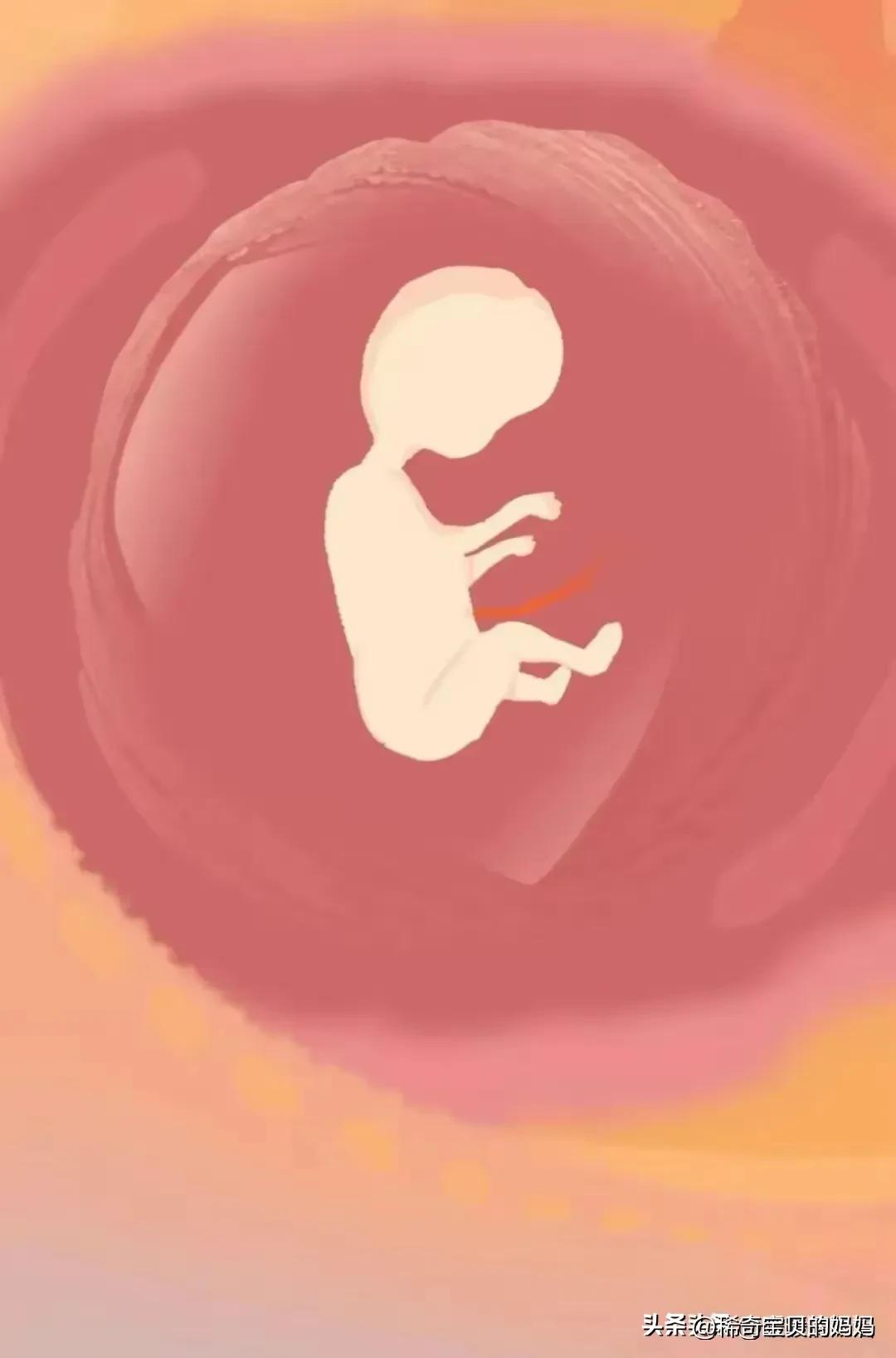 一起来看看“小蝌蚪”进入女性体内的全过程