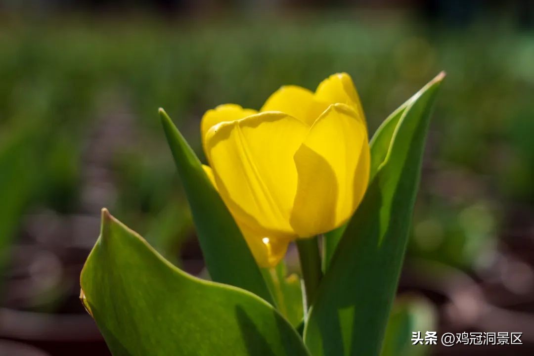 郁金香玫瑰花语是什么,金色郁金香花语和寓意