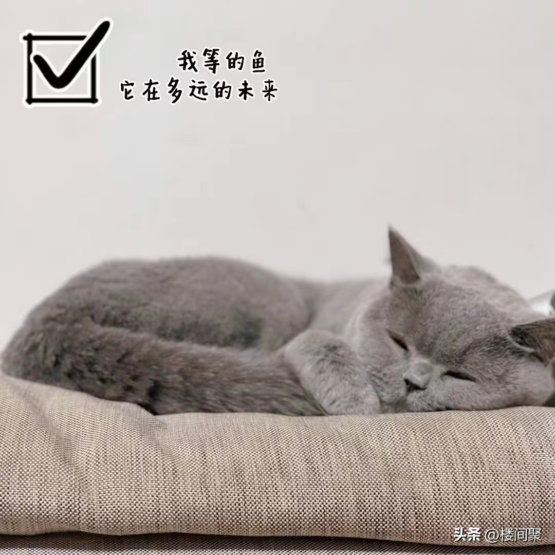 养了一个星期的宠物猫,养一只便宜的宠物猫一个月